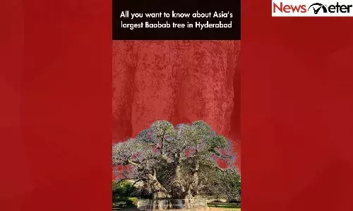 All you want to know about Asias largest Baobab tree in Hyderabad