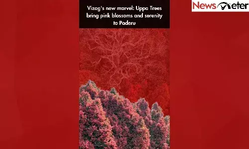 Vizags new marvel: Uppa Trees bring pink blossoms and serenity to Paderu