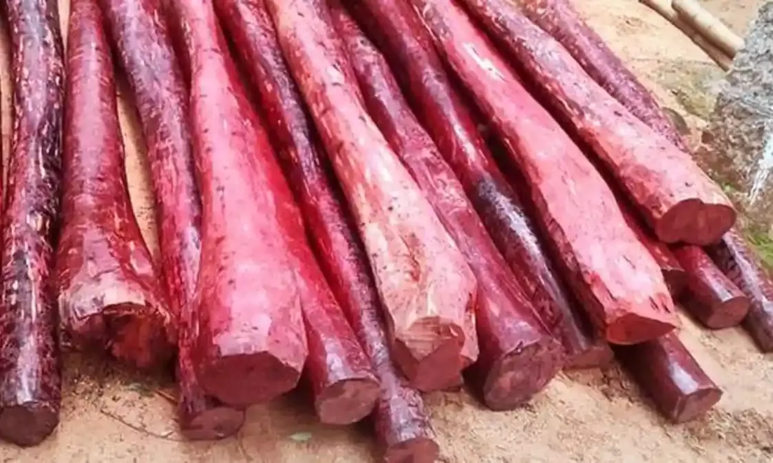 AP plans e-auction of 906 MT of red sanders wood from February 28