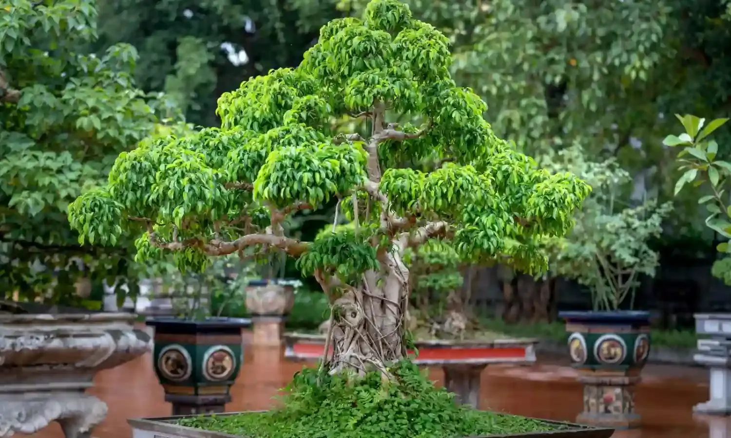 `Tree in a tray’:  Understanding Bonsai styles