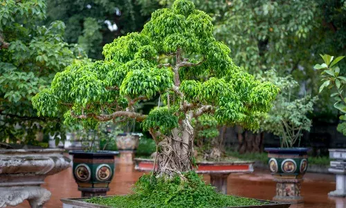 `Tree in a trayā: Understanding Bonsai styles