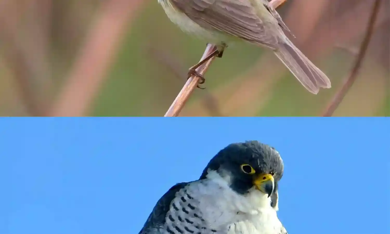 Common Chiffchaff to Peregrine Falcon: Hyderabad home to 200 bird species including foreign breeds