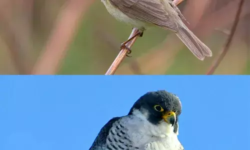 Common Chiffchaff to Peregrine Falcon: Hyderabad home to 200 bird species including foreign breeds