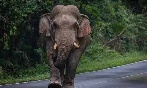 Chittoor: Three devotees killed, four injured in elephant attack at temple in Gundlakuna