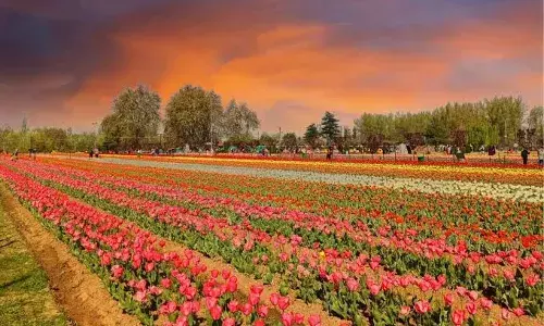 Asiaās largest Tulip Garden in Srinagar to open around Mar 23; 1.7M flowers to bloom