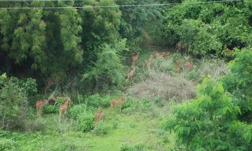 #Savecityforest: Telangana to auction 400 acres land in Gachibowli for ā¹10,000 crore; residents fume, launch campaign