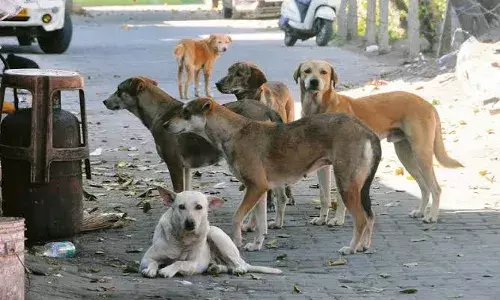 GHMC proposes euthanasia for dangerous stray dogs in Hyderabad, seeks courtās permission
