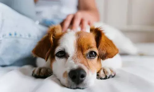 `Happy pets, happy heartsā: How pet therapy is transforming mental healthcare