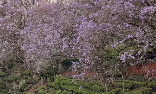 Escape to Nilgiris: A weekend trip from Hyderabad to see purple Jacaranda blossoms