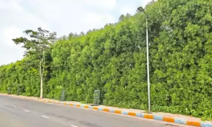 ‘An environmental hazard’: Why Telangana Speaker asks govt to remove Conocarpus trees planted under Haritha Haram