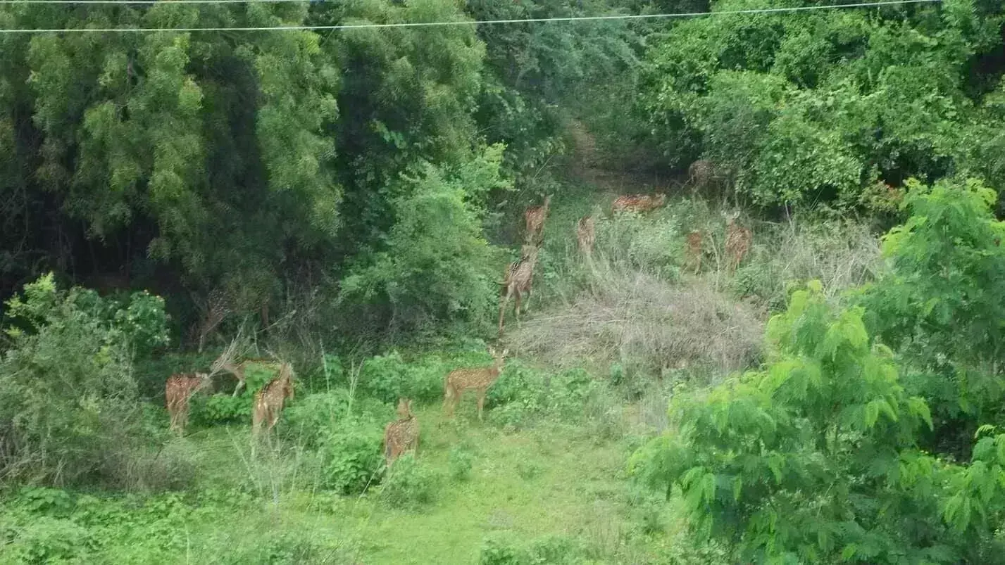 Under fire, IT Minister Sridhar Babu says Kancha Gachibowli land belongs to govt, not forest dept