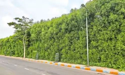 āAn environmental hazardā: Why Telangana Speaker asks govt to remove Conocarpus trees planted under Haritha Haram