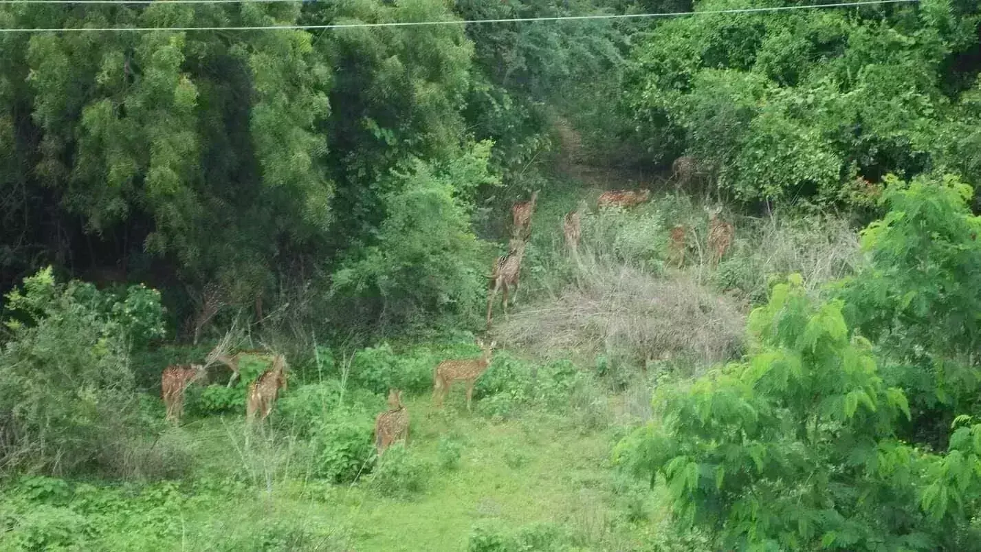 Under fire, IT Minister Sridhar Babu says Kancha Gachibowli land belongs to govt, not forest dept