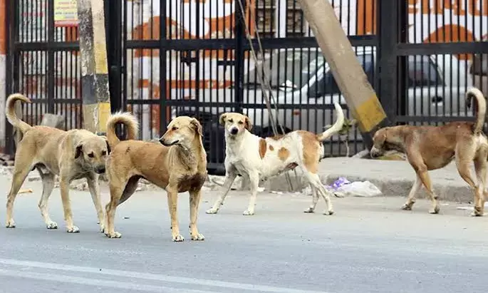 India’s stray dog population hits 20 million;  resource crunch hits sterilization program