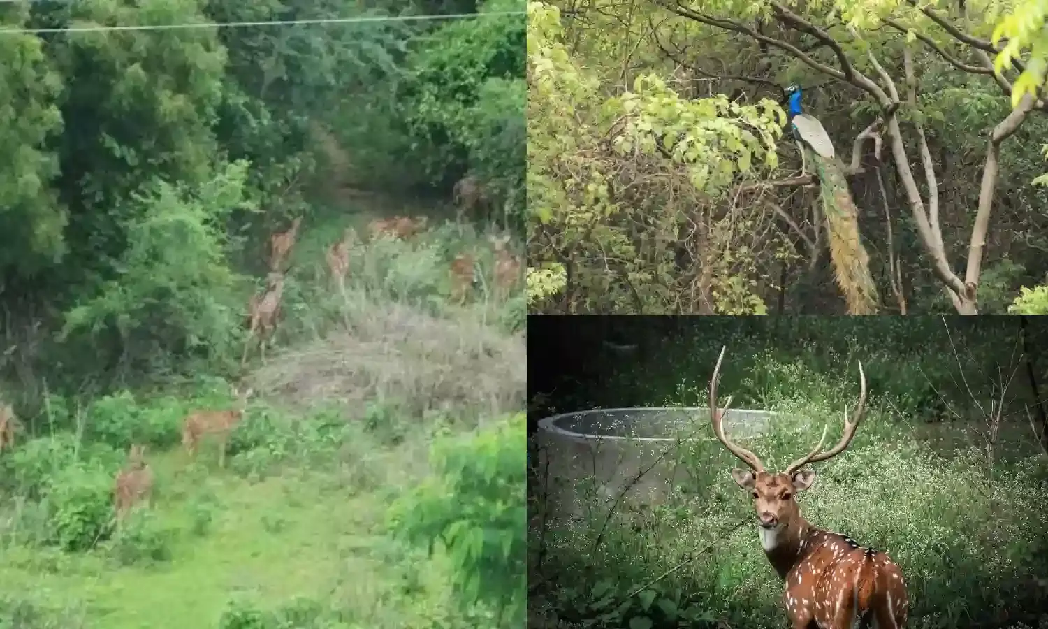 Where will birds and animals in Kancha Gachibowli go? Govt officials evade responsibility on relocation plans