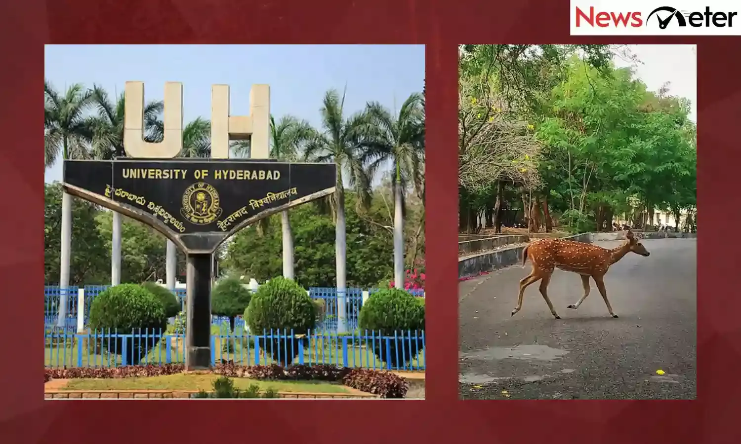 UoH officials say viral image of injured deer is not casualty of land clearing at university