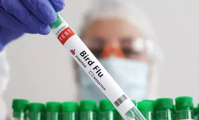Andhra: Bird flu claims first casualty; two-year-old succumbs in Palnadu