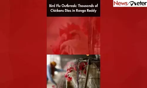 Bird Flu Outbreak: Thousands of Chickens Dies in Ranga Reddy