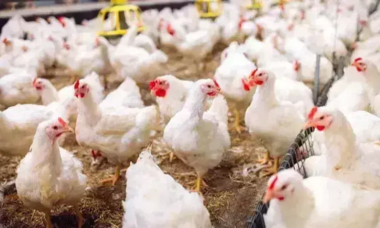 Ranga Reddy district reports bird flu at poultry farm; officials begin culling, advise safety measure