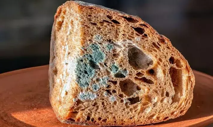 38% Indian consumers came across contaminated food; survey shows need for audit, enforcement