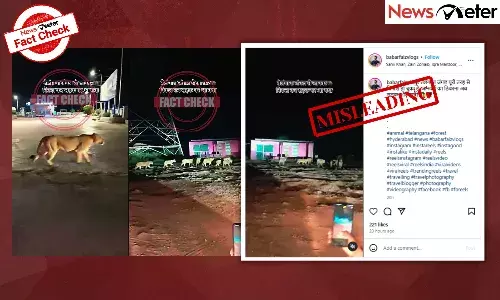 Fact Check: Lions roam on road after land clearing in Kancha Gachibowli? No, video is from Gujarat