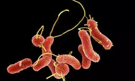 Explained: What causes stomach cancer, triggers and steps to lower risk factors