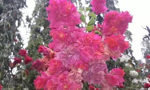Bougainvillea: A strikingly beautiful flowering plant, blazing with bright, beautifully coloured blooms