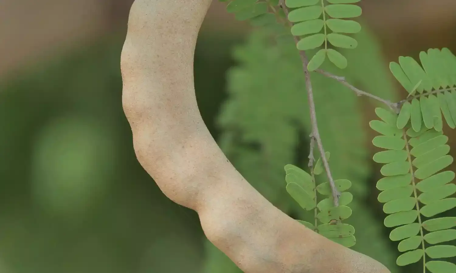 Come April, Telangana people start buying, storing tamarind to add kick to cuisine