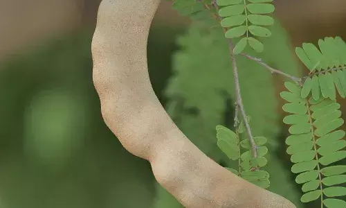 Come April, Telangana people start buying, storing tamarind to add kick to cuisine