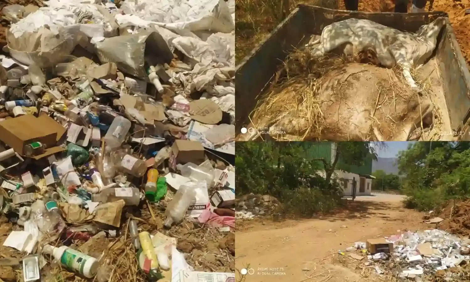 No mass cow deaths at goshala, says TTD EO Syamala Rao, claims YSRCP govt gave poor fodder