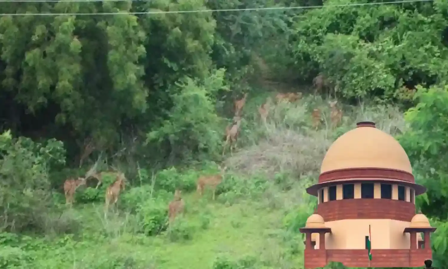 Kancha Gachibowli land case hearing on May 15; SC says ‘will go out of the way to protect environment’