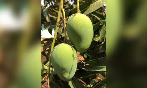 `Dil mange moreā:  Beat the summer heat with some mango delight