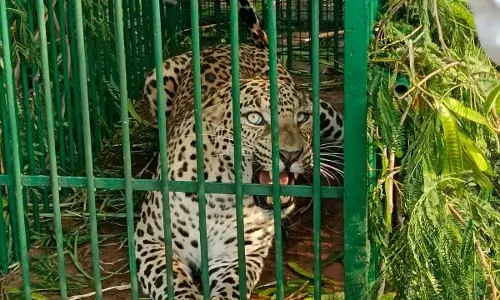 Leopard that roamed around ICRISAT, Hyderabad caught; people heave sigh of relief