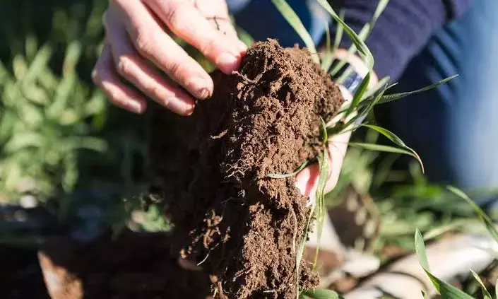 Soil properties outweigh plant genetics in shaping red gram microbiome: UoH study