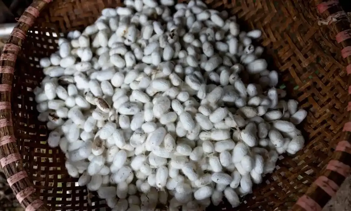 Explained: Culture, craft and commerce of Indian silk industry