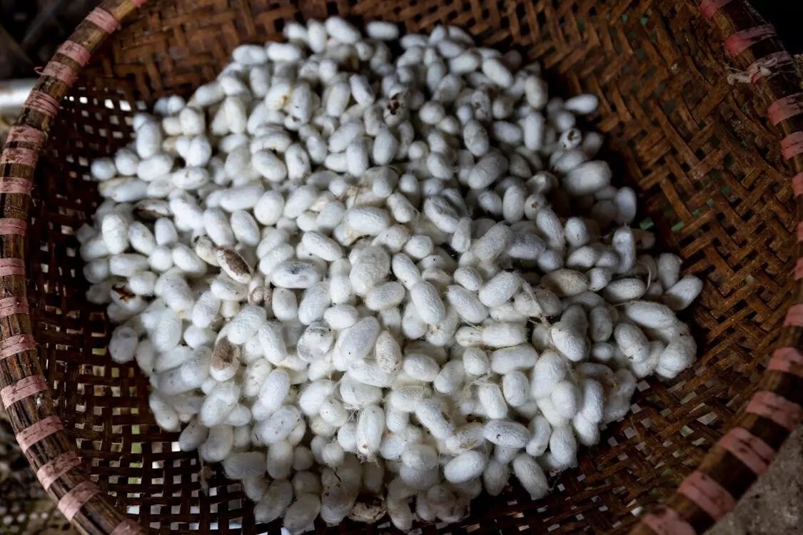 Explained: Culture, craft and commerce of Indian silk industry Explained: Culture, craft and commerce of Indian silk industry