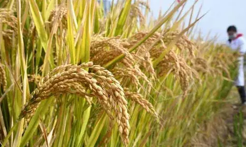 Why did the central govt unlawfully release two genome edited rice varieties in India?