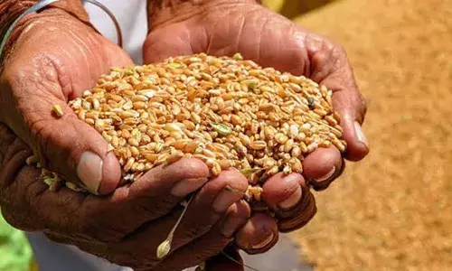 Telangana to launch crackdown on spurious seeds, fertilizers; CM Revanth allows invoking PD Act