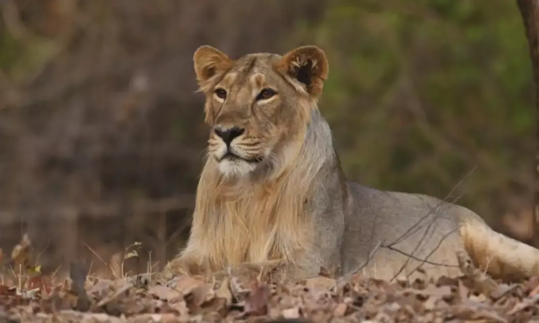 Gujarat now home to 891 Asiatic Lions, sees 32% rise since June 2020