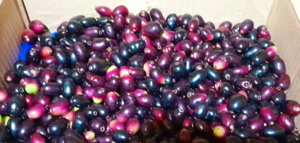 Hyderabad celebrates jamun season: Creative tangy recipes serve sweet nostalgia, health boosters Hyderabad celebrates jamun season: Creative tangy recipes serve sweet nostalgia, health boosters