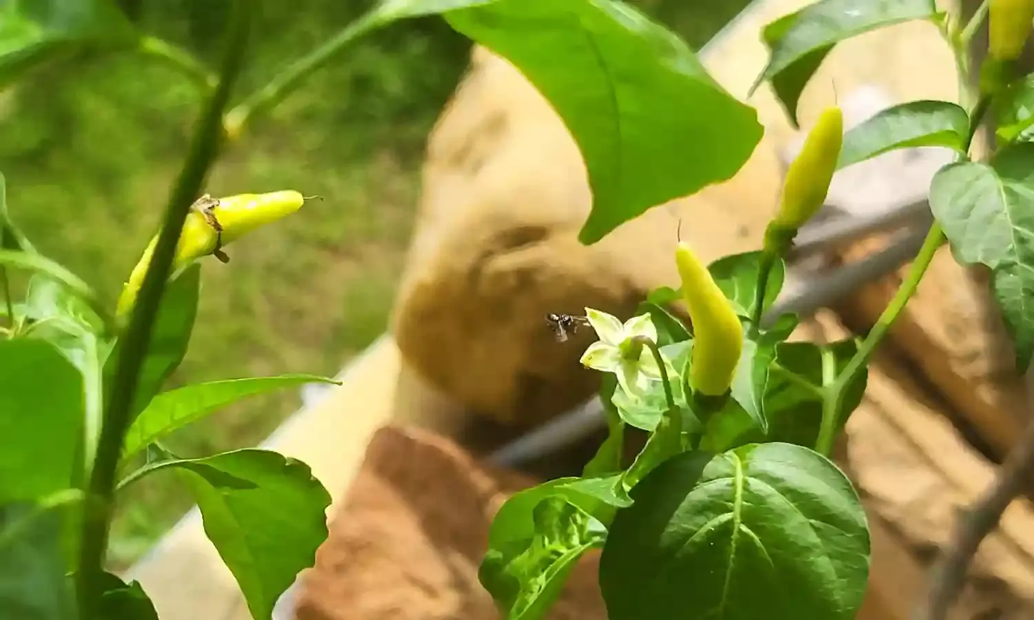 Nagaland University researchers find stingless bees can boost crop yields