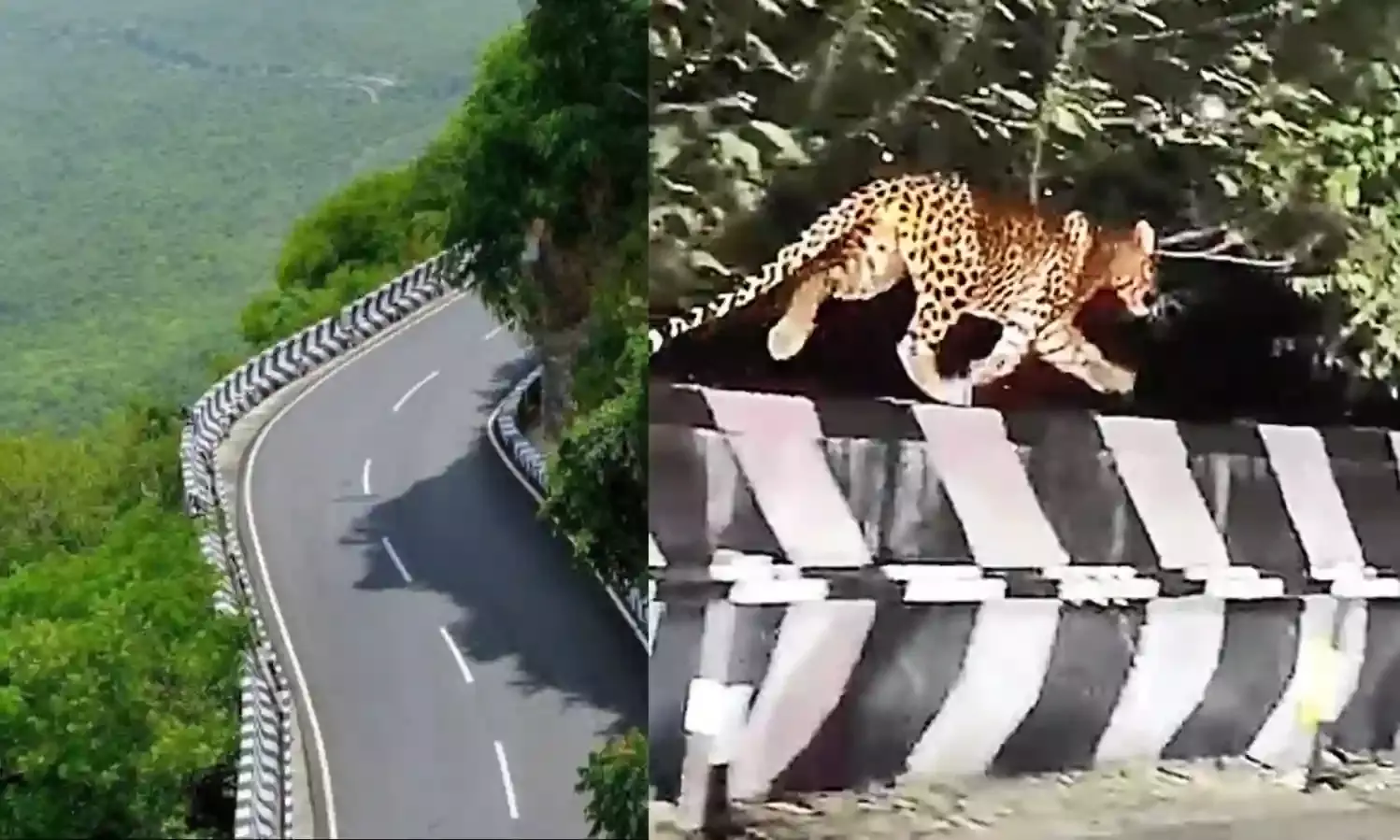 TTD steps up measures to curb human-animal conflict on Tirumala Hills