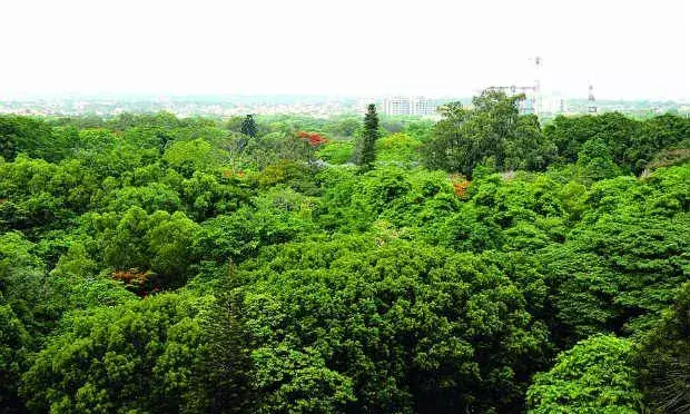 Expanding green cover: Telangana to transform Vana Mahotsavam- 2025 into  mass social movement