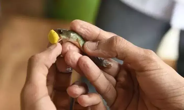 Hyderabad gears up to host Fish Prasadam on June 8; thousands expected