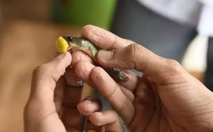 Hyderabad gears up to host Fish Prasadam on June 8; thousands expected Hyderabad gears up to host Fish Prasadam on June 8; thousands expected