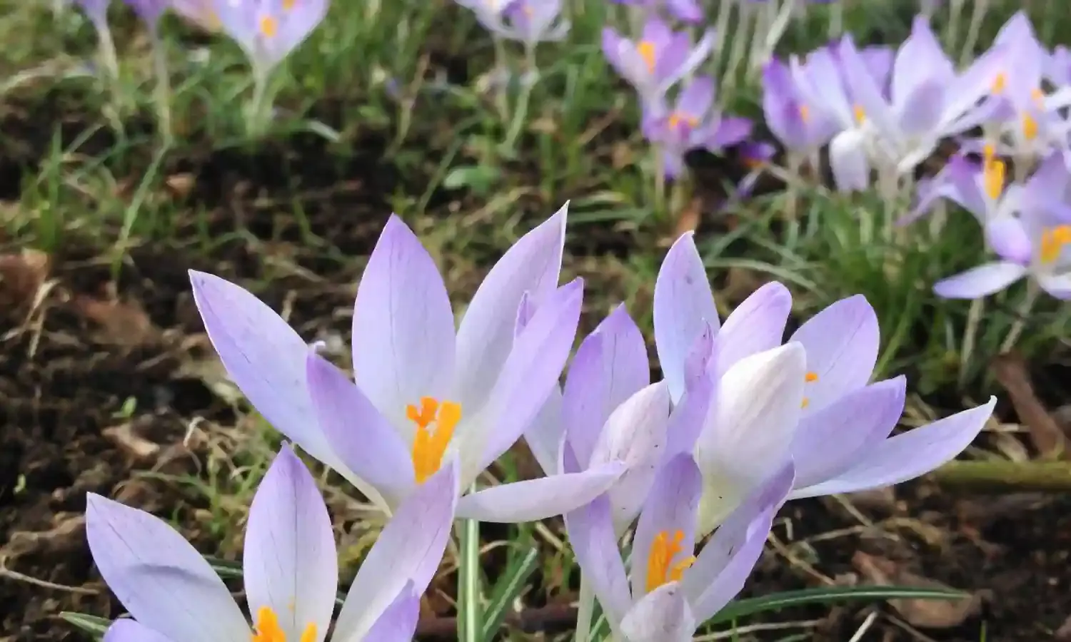 Wah Saffron! How to make Dum Ka Murgh and Vermicelli Dessert at home