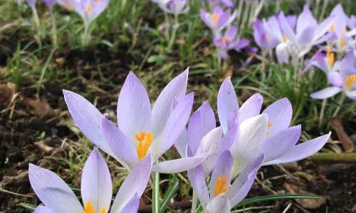 Wah Saffron! How to make Dum Ka Murgh and Vermicelli Dessert at home