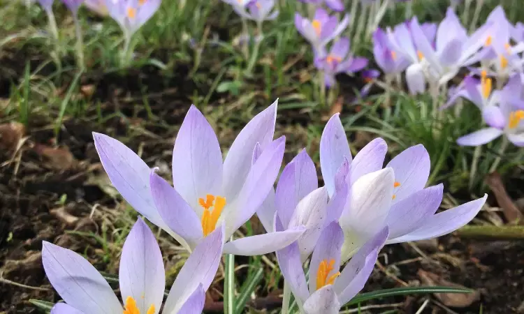 Wah Saffron! How to make Dum Ka Murgh and Vermicelli Dessert at home