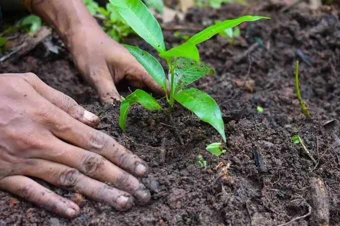 Vana Mahotsavam 2025: Telangana to plant 18.03 crore saplings Vana Mahotsavam 2025: Telangana to plant 18.03 crore saplings
