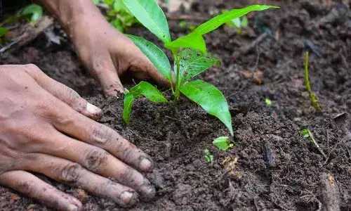 Vana Mahotsavam 2025: Telangana to plant 18.03 crore saplings